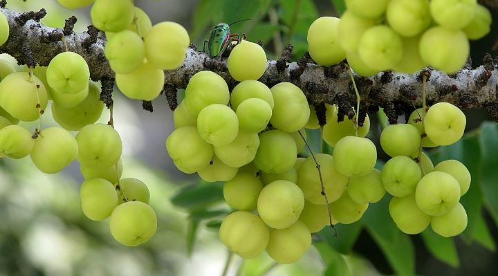 Indian Gooseberry - Powerhouse for Health and Wellness